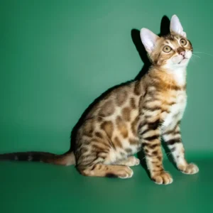 Olimp