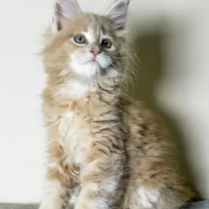 Kaiser