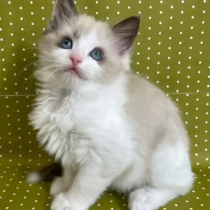 Bel