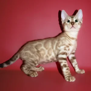 Perri