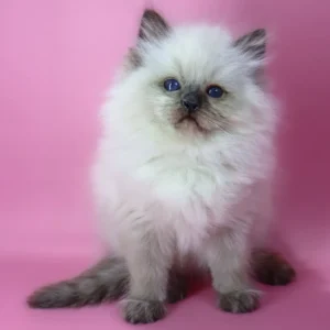 Felix